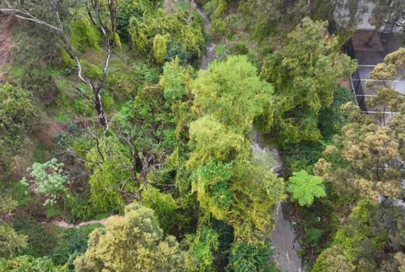 Cattai Creek, Castle Hill, Sydney, NSW
