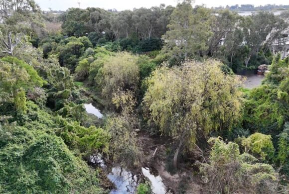 Toongabbie Creek, Seven Hills, Sydney, NSW
